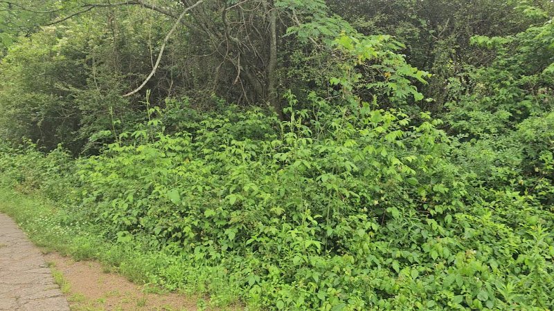 Woodlands Park - Image 2