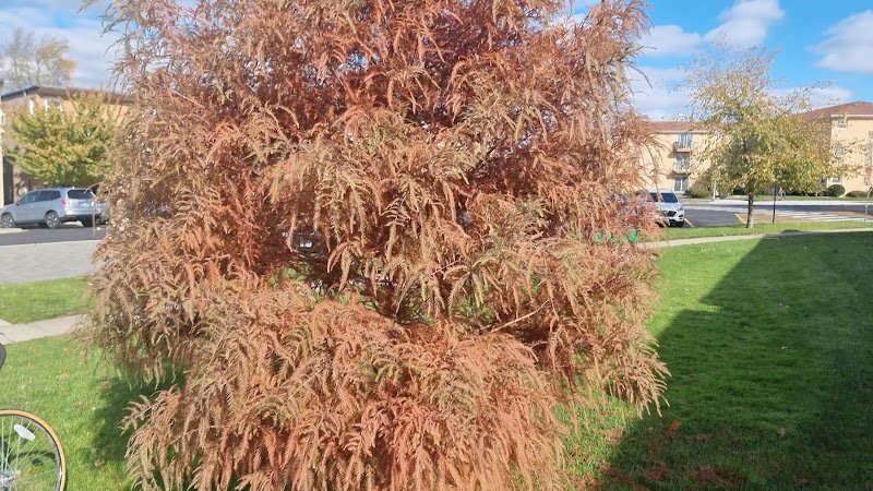 Elmwood Park Parks & Recreation Department - Image 2