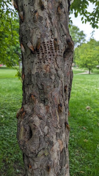 Maple Park Dog Park - Image 3