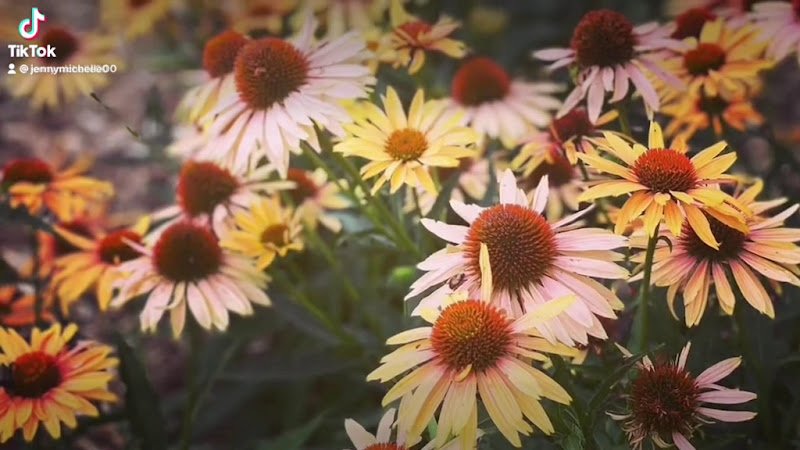 Sinnissippi Park - Image 2