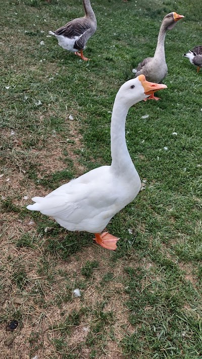 Danville-Boyle County Parks and Recreation Department - Image 3