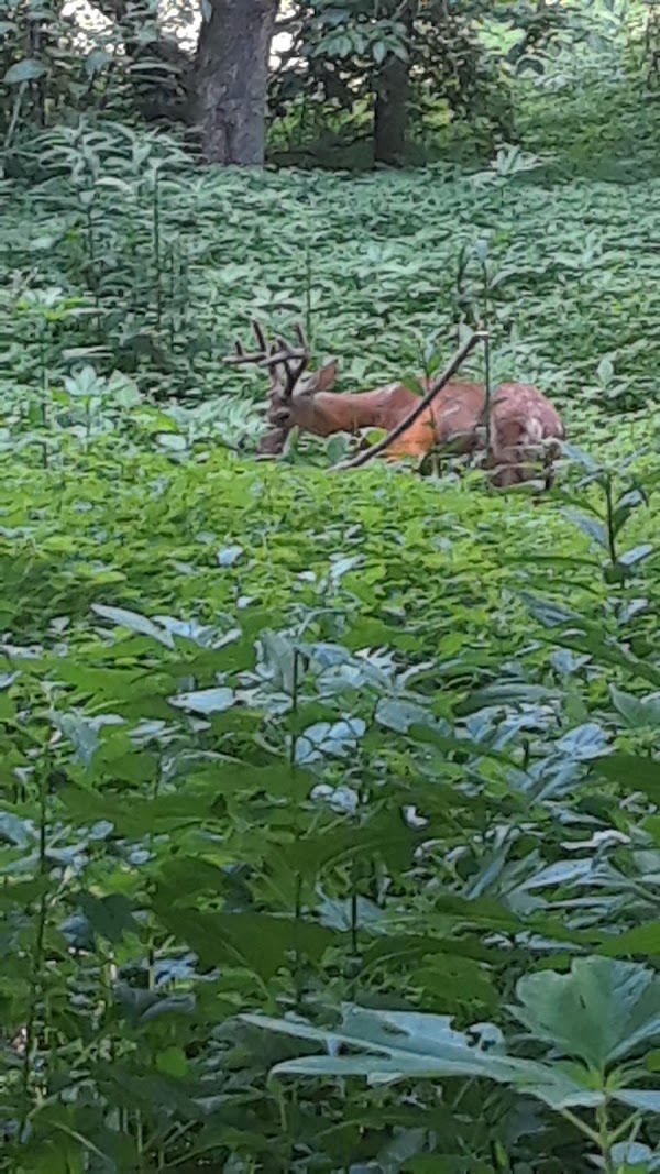 Louisville Parks and Recreation - Image 3