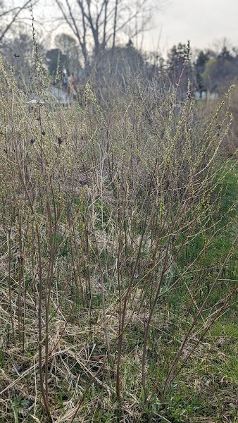 Charles Mears Mill Historical Site - City of Whitehall Public Park - Image 3