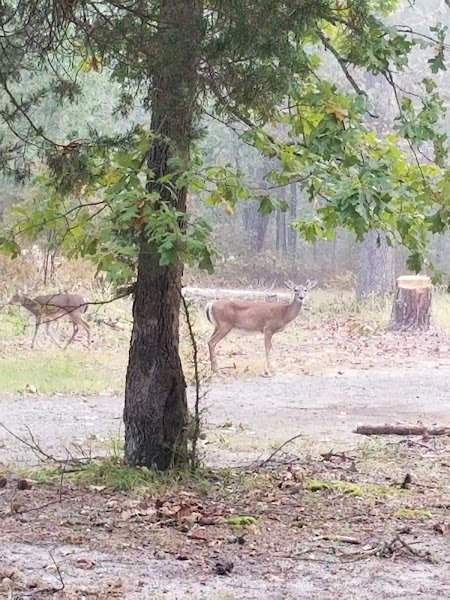 Hainesport Township Municipal Park - Image 2