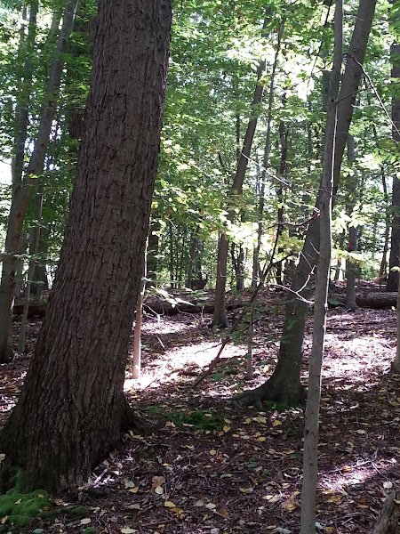 Thompson Park - Image 3