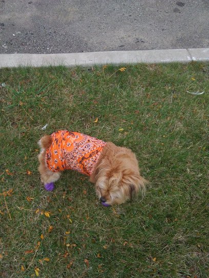 La Grega Pickleball Courts thumbnail