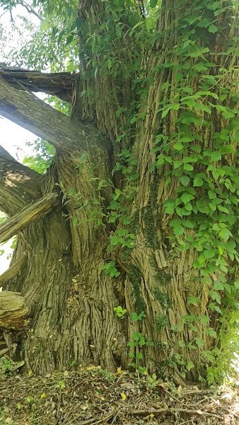 Ellison Park - Image 2