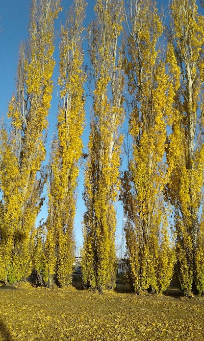 Central Park - Image 2