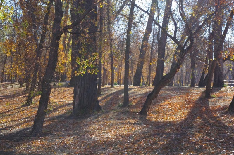 General Sibley Park and Campground - Image 3