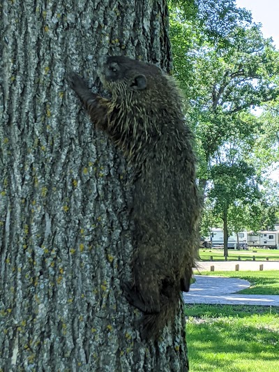 Leistikow Park Outdoor Swimming Pool - Image 3
