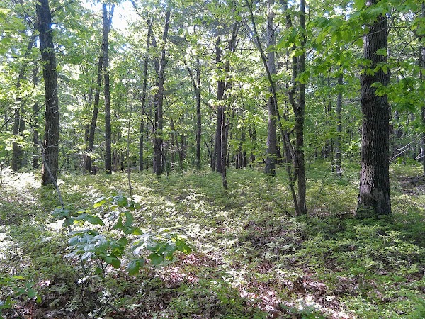 Crandall Park - Image 3