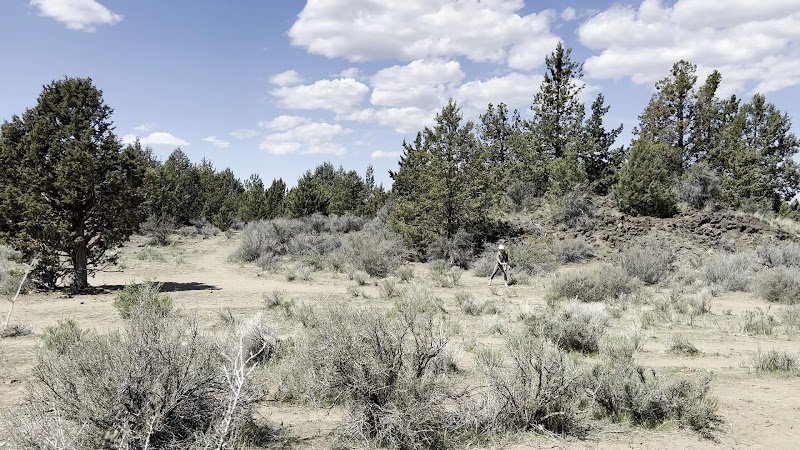 Pine Nursery Park - Image 2