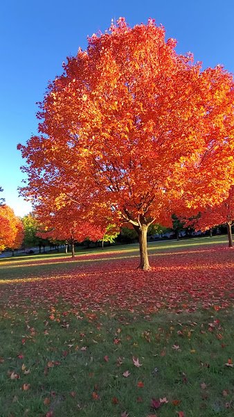 Creekview Park - Image 2