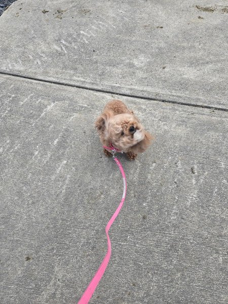 Shenango Township Park - Image 2