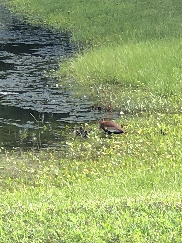 Parkside Amenity Center at Hampton Lake - Image 3
