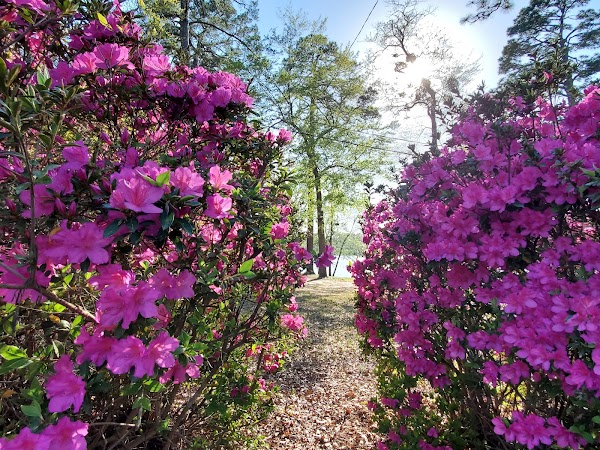 Gregg Park Civic Center - Image 2
