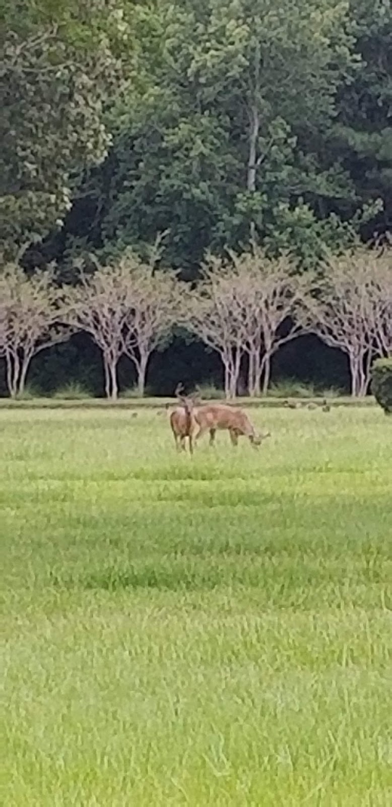 Dunes West Tennis Center - Image 3