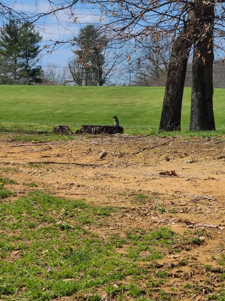 Cane Creek Gymnasium thumbnail