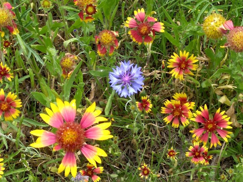 Park In The Woods - Image 3