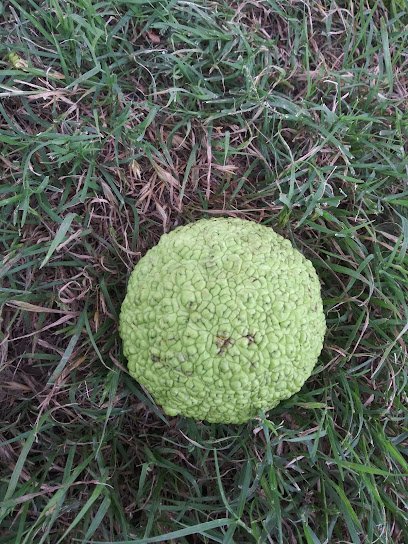 Kiest Park Assembly Center thumbnail