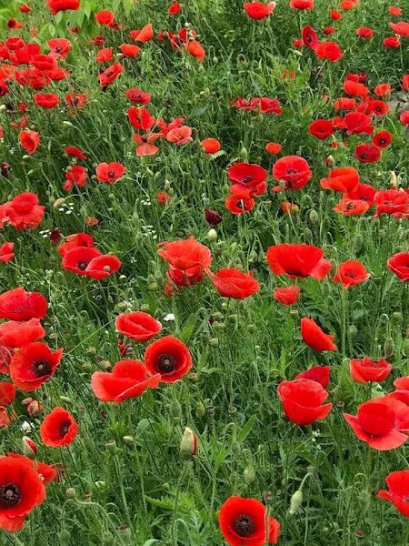 Berry Creek Racquet Club thumbnail