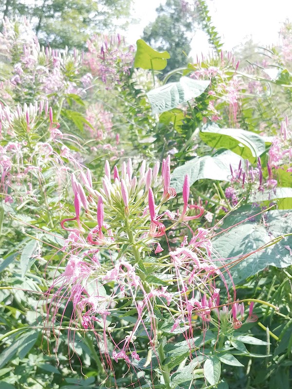 Avalon Resort - Image 3