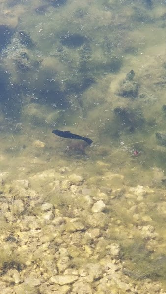 Herman Zeunert Park thumbnail