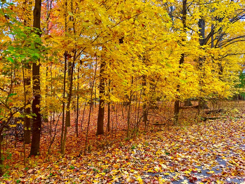 Meadowbrook Park thumbnail