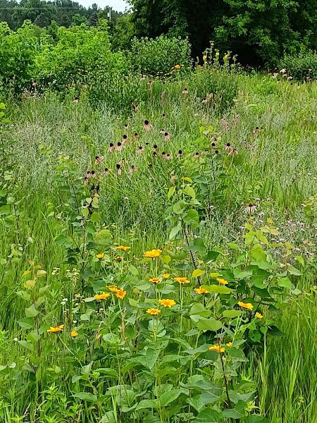 Quaas Creek Park - Image 3
