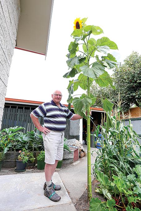 giant-sunflower-turns-heads