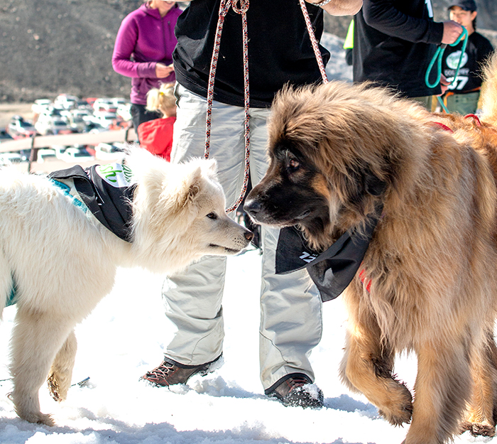 Mt Hutt's slopes go to the dogs