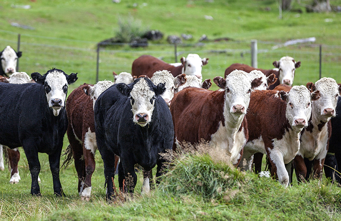 Another Wakanui farm M. bovis positive