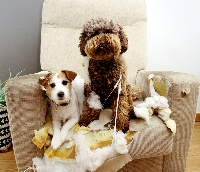 Dog-friendly rentals hard to find