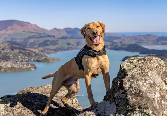 A very good boy A very good boy
