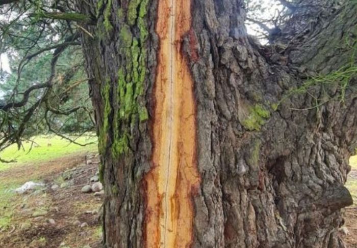 Lightning strike kills lambs