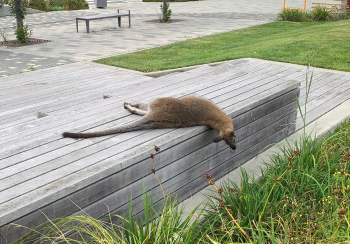 Shadowy figure caught on CCTV with dead wallaby