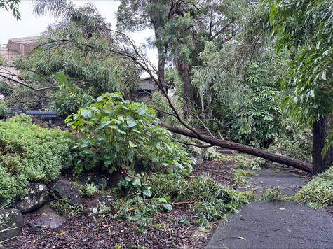 Cyclone Alfred: “It’s like the west coast rain on steroids.”