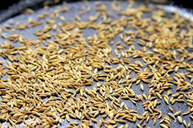 Image of Toast cumin in a skillet until fragrant, about 2 minutes....