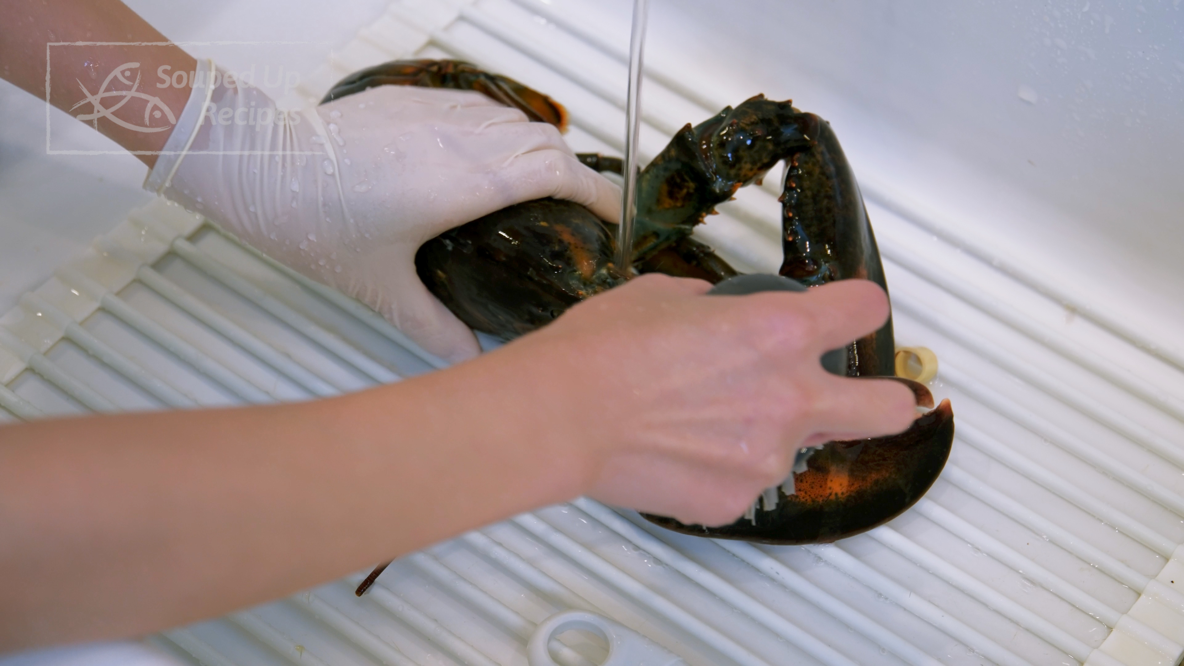 Image of To prepare the live lobster, quickly insert the tip of...