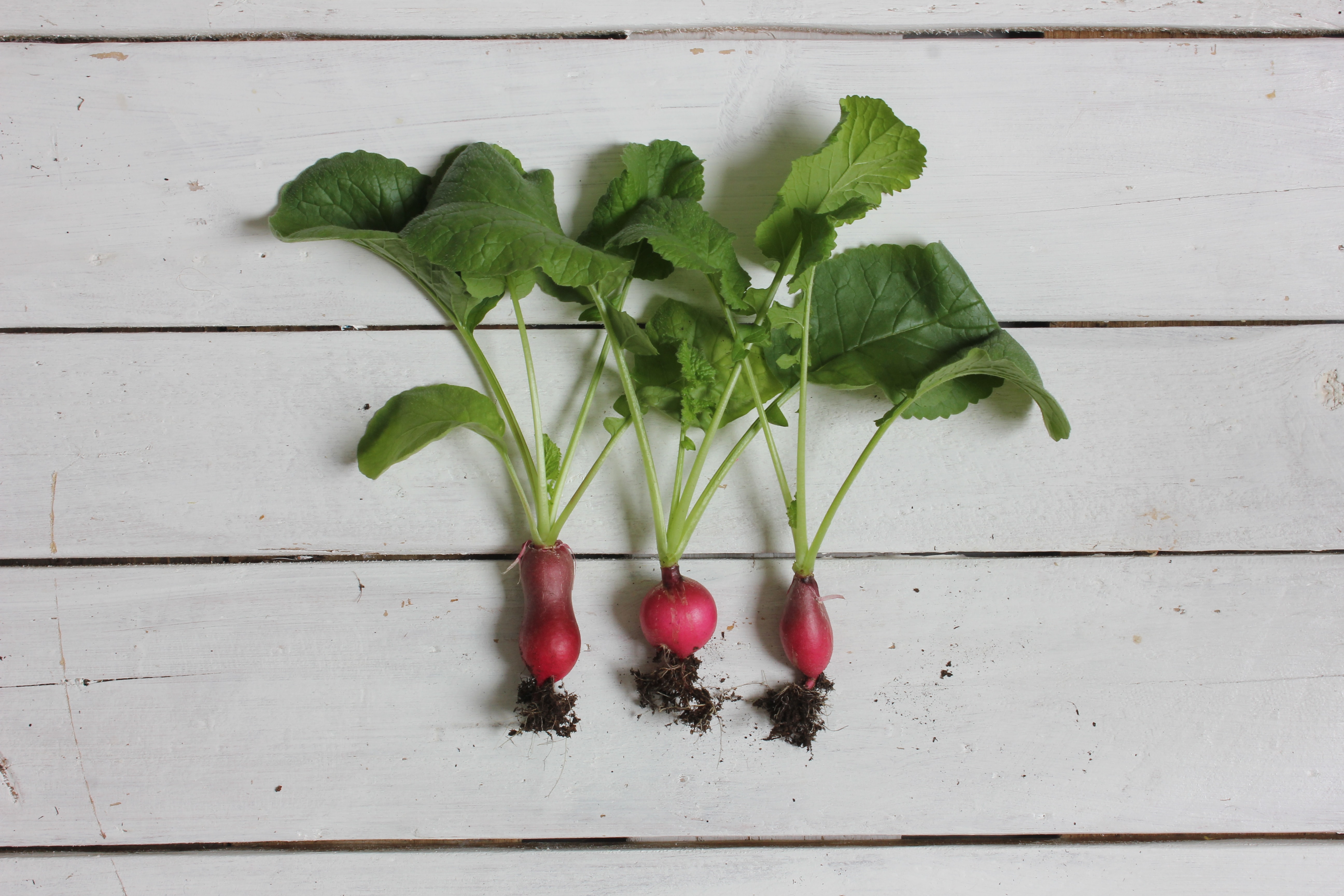 Green Bean and Radish Salad