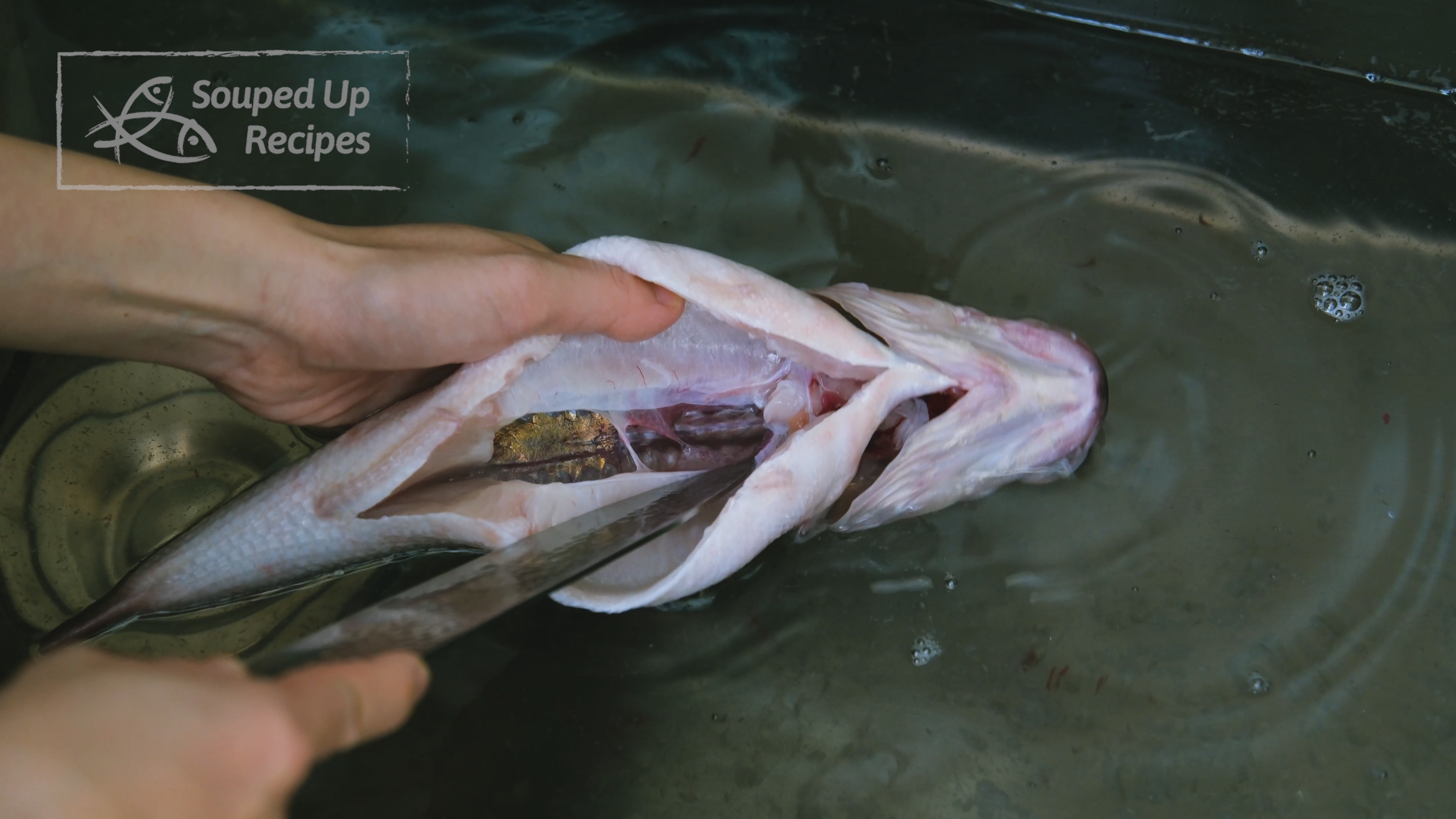 Image of Inside the fish cavity, there is a blood vine running...