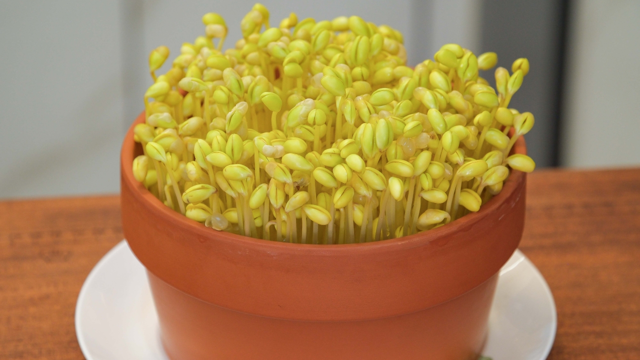 How to Grow Bean Sprouts at Home