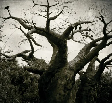 Official album cover art for the release Alice by Persistence in Mourning