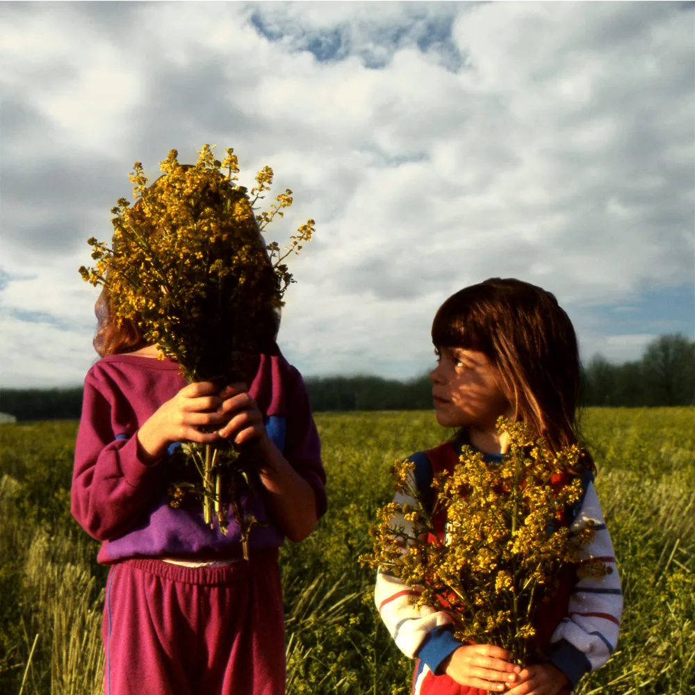 Official album cover art for the release Honey by Open Hand