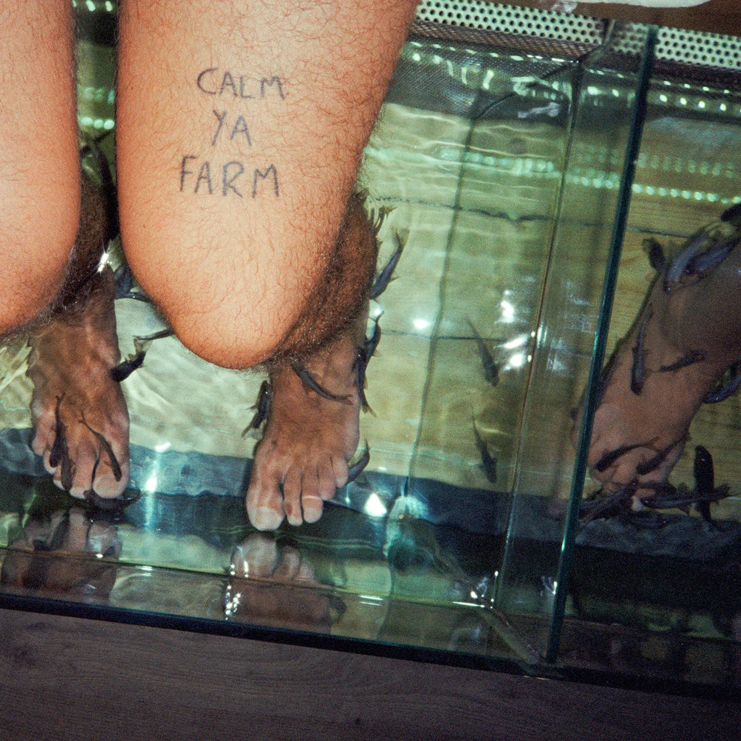 Official album cover art for the release Calm Ya Farm by The Murlocs