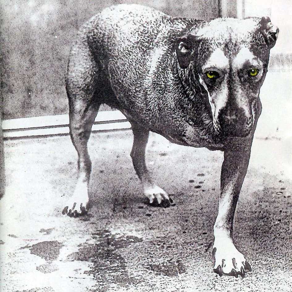 God Am song track artwork featured on the album Alice in Chains by Alice in Chains