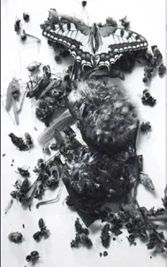 Official album cover art for the release Dead Insecta Sequestration by Celestia