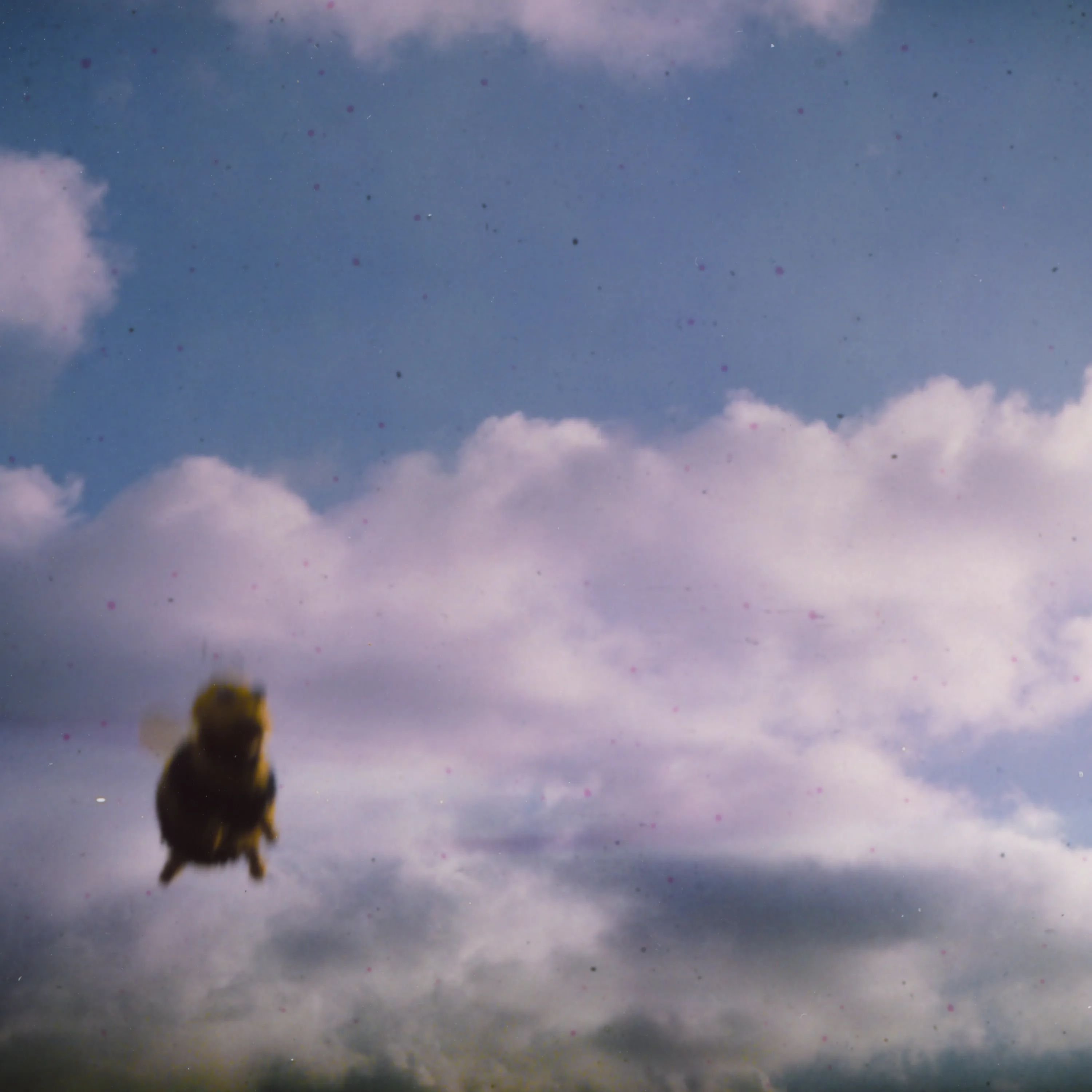 Official album cover art for the release Stung! by Pond