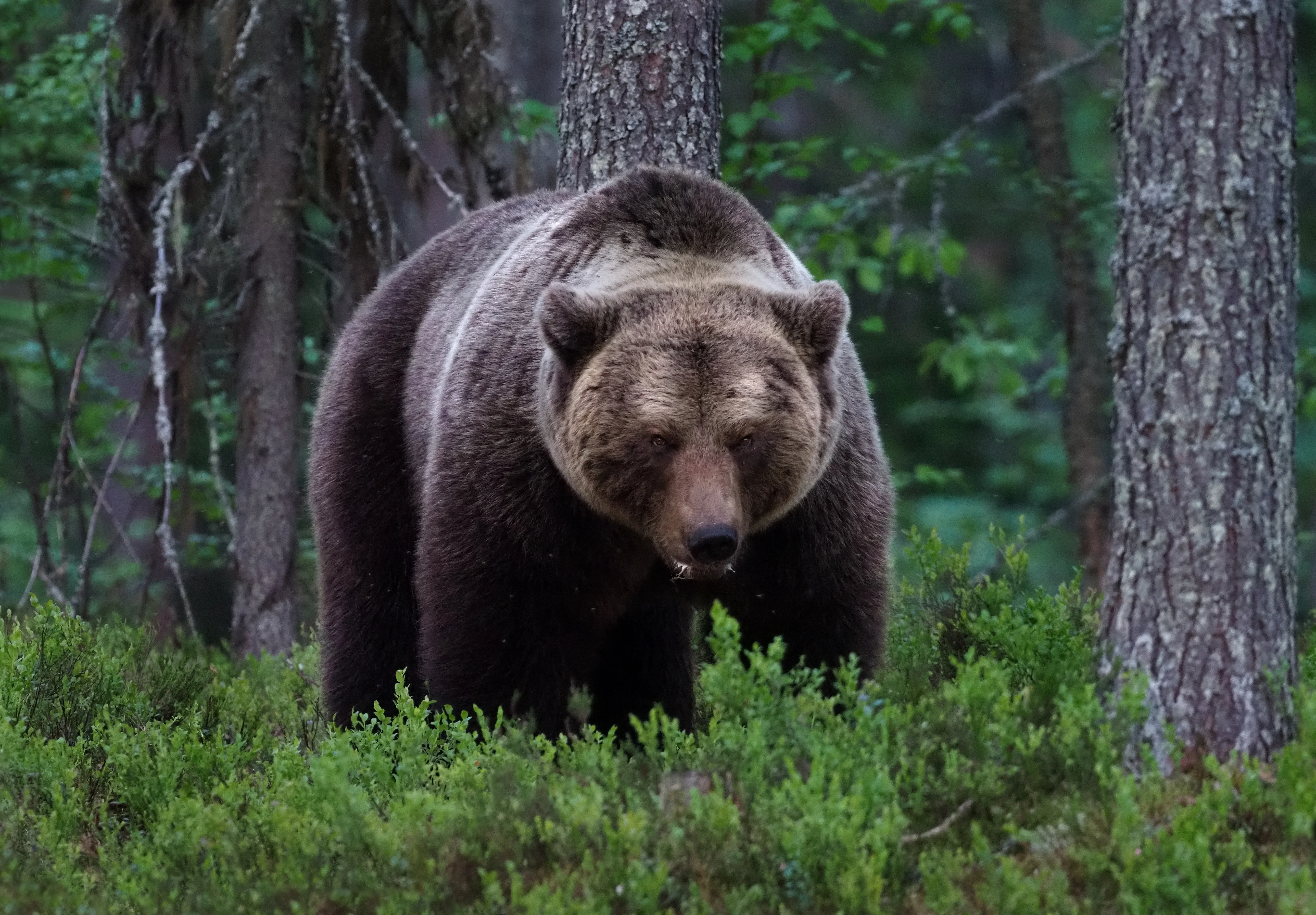 Griz
