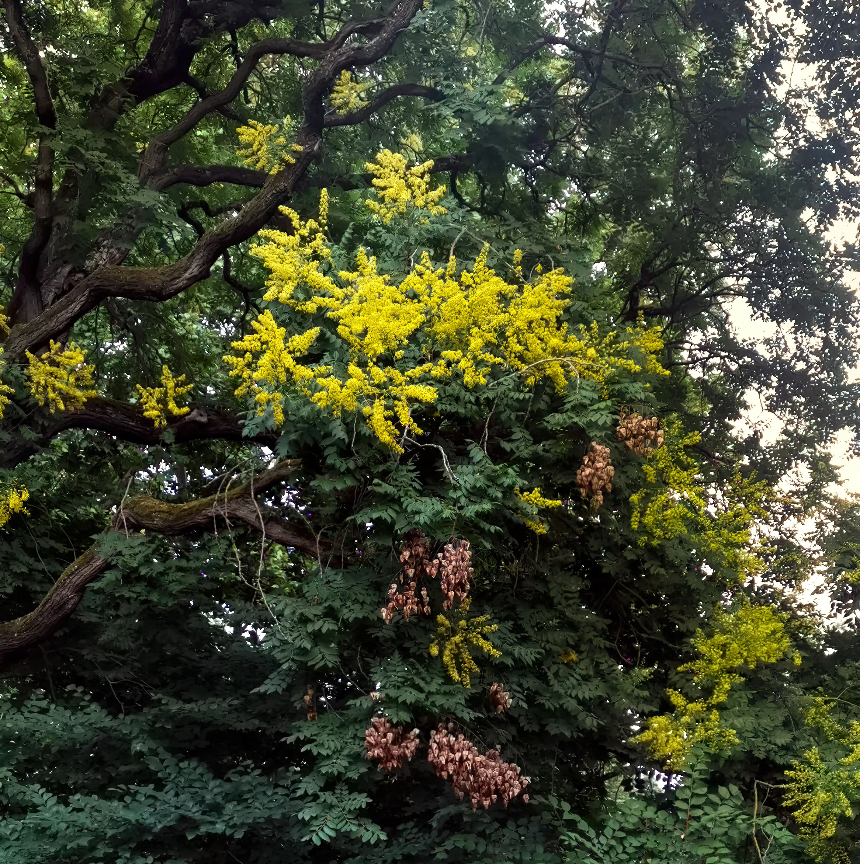 栾树